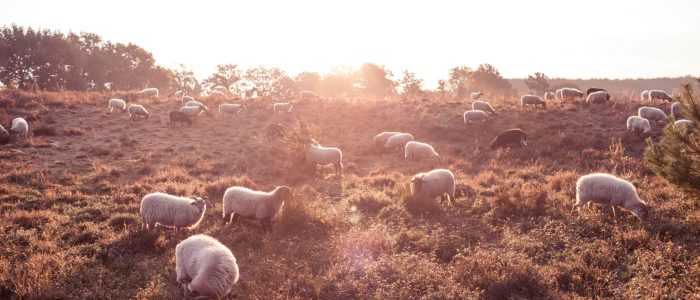 puurgenieten-achtergrond-schapen